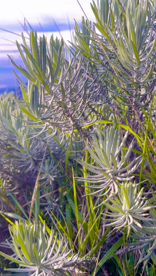 .
Kenteng Songo merupakan puncak tertinggi Merbabu dari 7 puncak yang ada.

Di tanjakan langit menuju Puncak Merbabu kita akan ditemani oleh gagahnya Gunung Merapi, dan dari puncak Merbabu juga tampak gunung lainnya seperti Gunung Ungaran, Gunung Lawu, Gunung Sindoro, Gunung Sumbing, Gunung Prau.

#merbabu #merbabumountain #merbabu3142mdpl #merapi #merapimountain